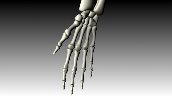 maya human skeleton - Skeleton (top) by philbert2286